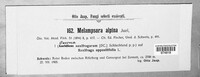 Melampsora epitea image
